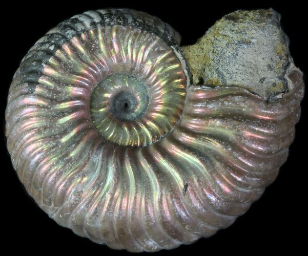 Iridescent Ammonite (Binatishinctes?) Fossil With Pyrite #78528